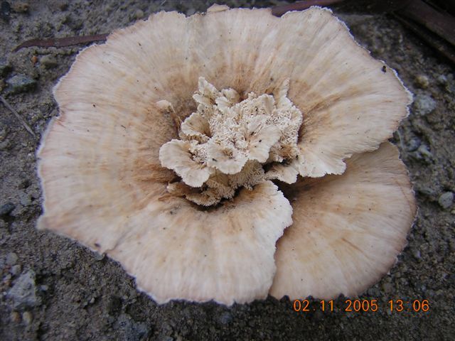 Abortiporus biennis